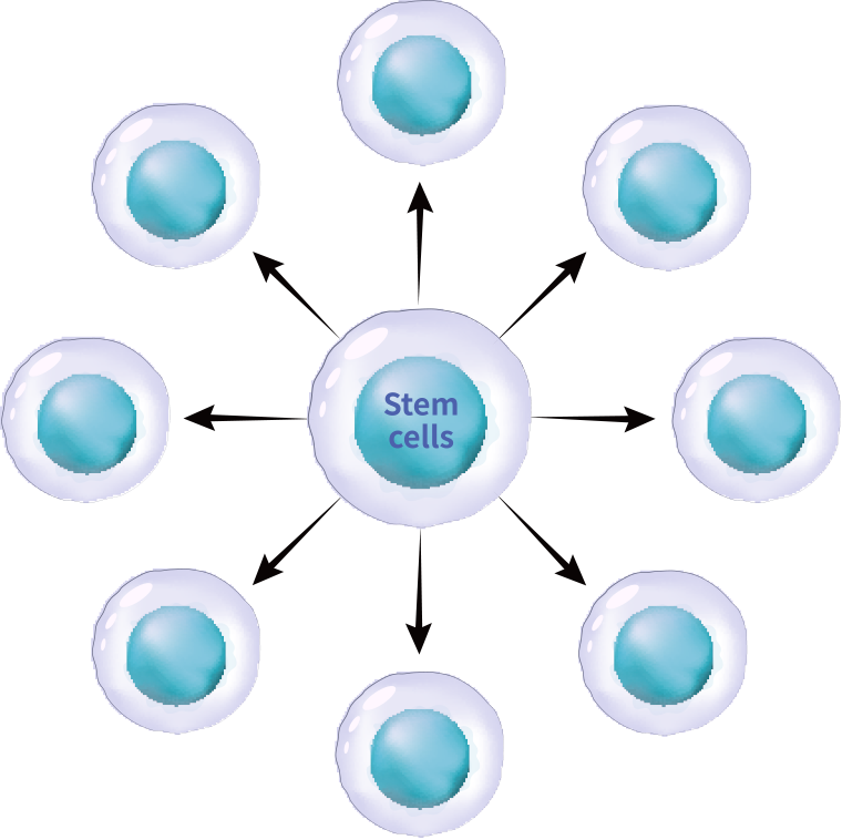 自己複製能の図解