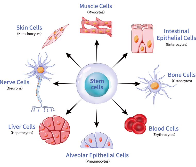 多分化能の図解