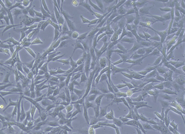 A: Normal morphology, genome error (－)