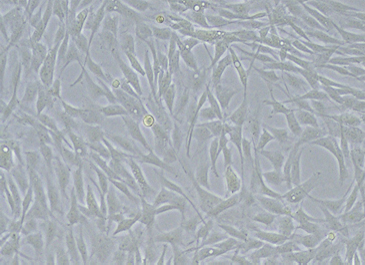 B: No apparent morphological abnormality, genome error (+)