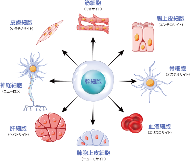 多分化能の図解