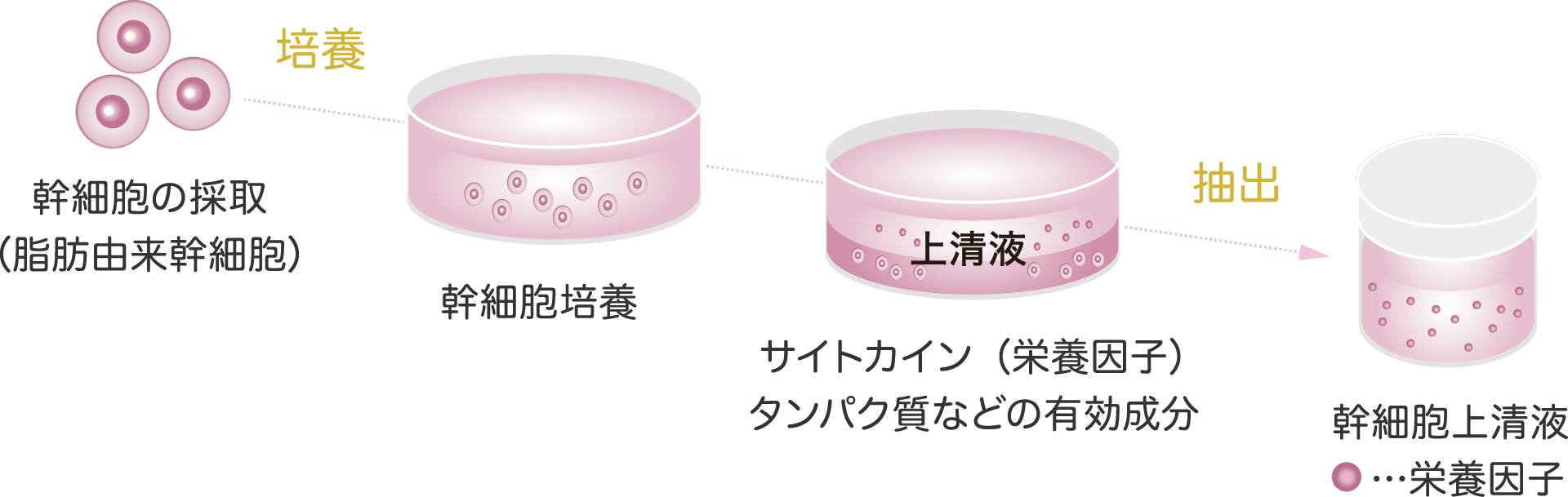 幹細胞培養上清液の説明図